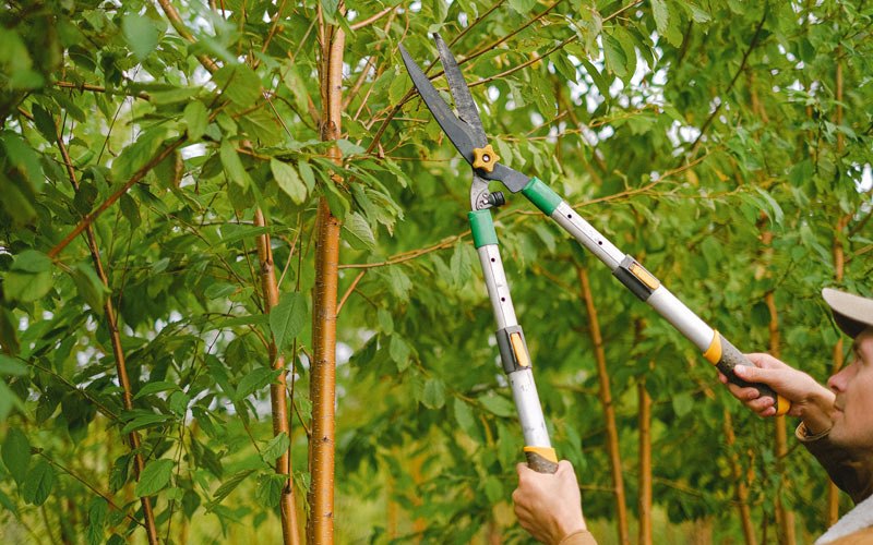 Tree trimming in Mount Holly, AR