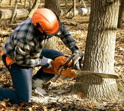 Tree Removal in Mount Holly, AR